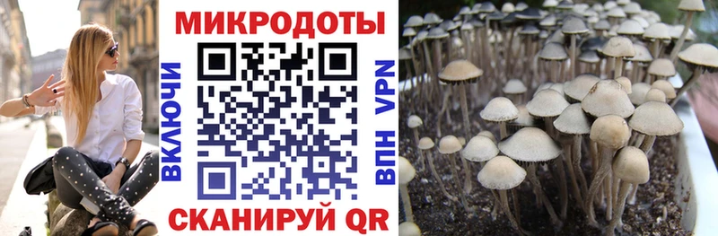 Купить закладки  Каменск-Уральский  Псилоцибиновые грибы мицелий 